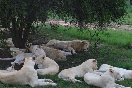 South africa lions park white lions photo