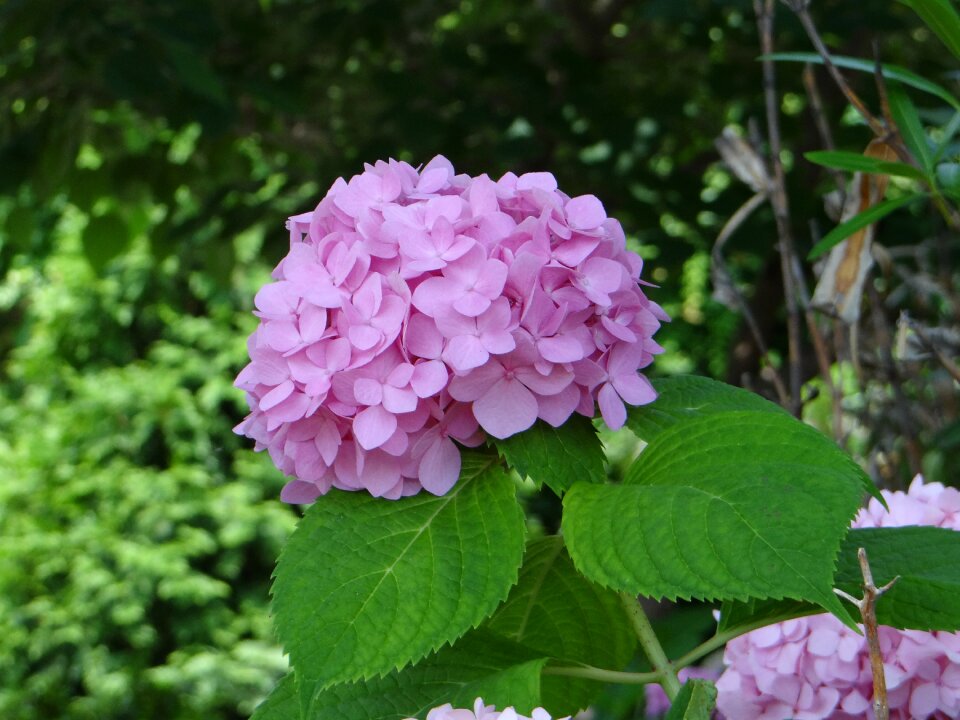 Hydrangea nature flora