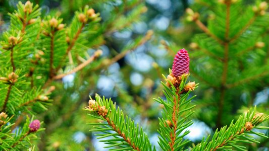 Branch tree closeup photo