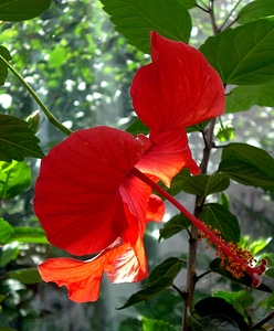 Flower blossom bloom photo