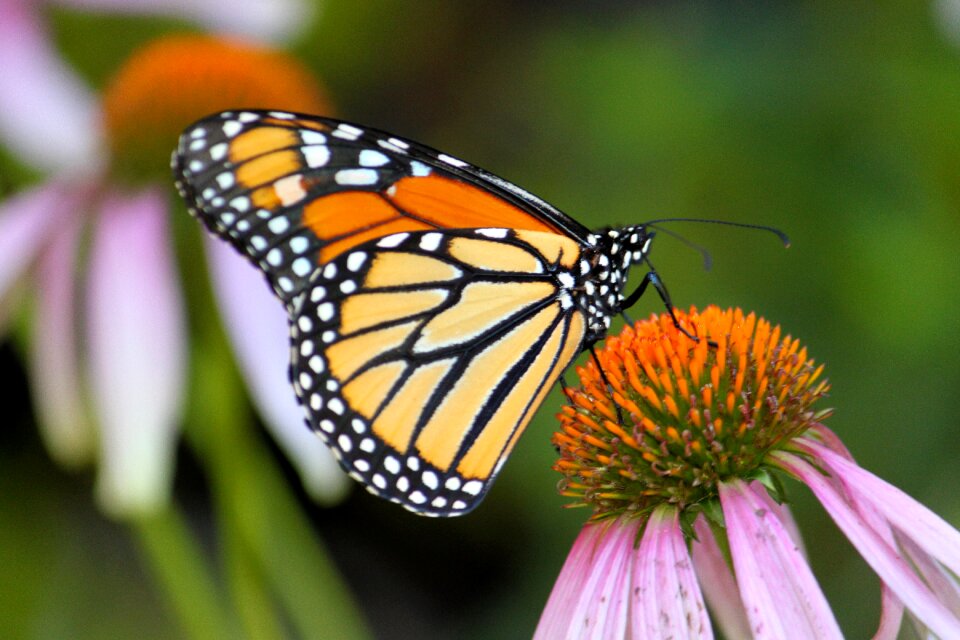 Garden cone flower summer
