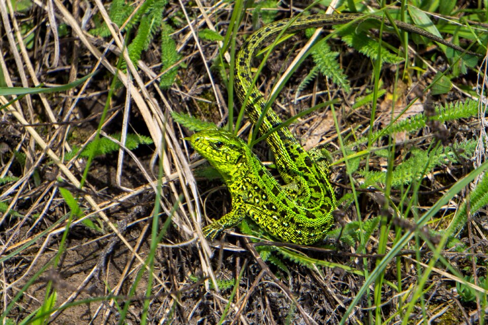 Lizard nature reptiles