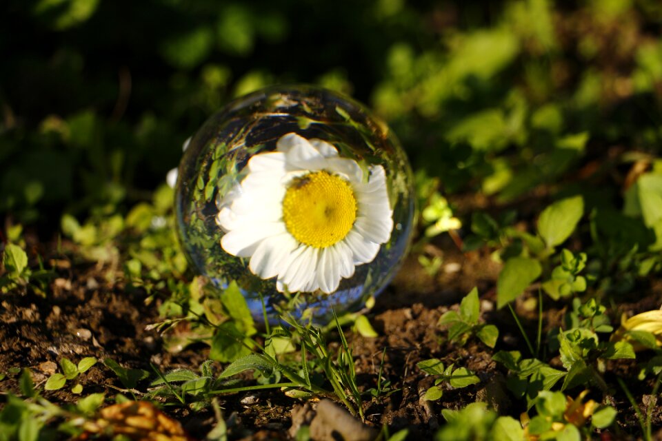 Nahaufmahme flower daisy