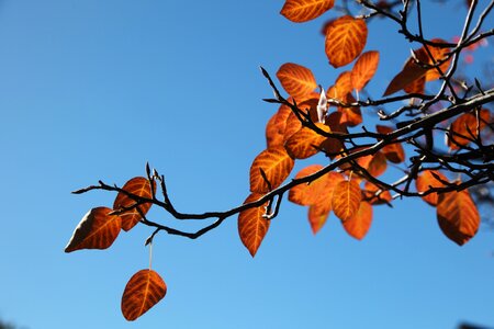 Leaves tree autumn photo