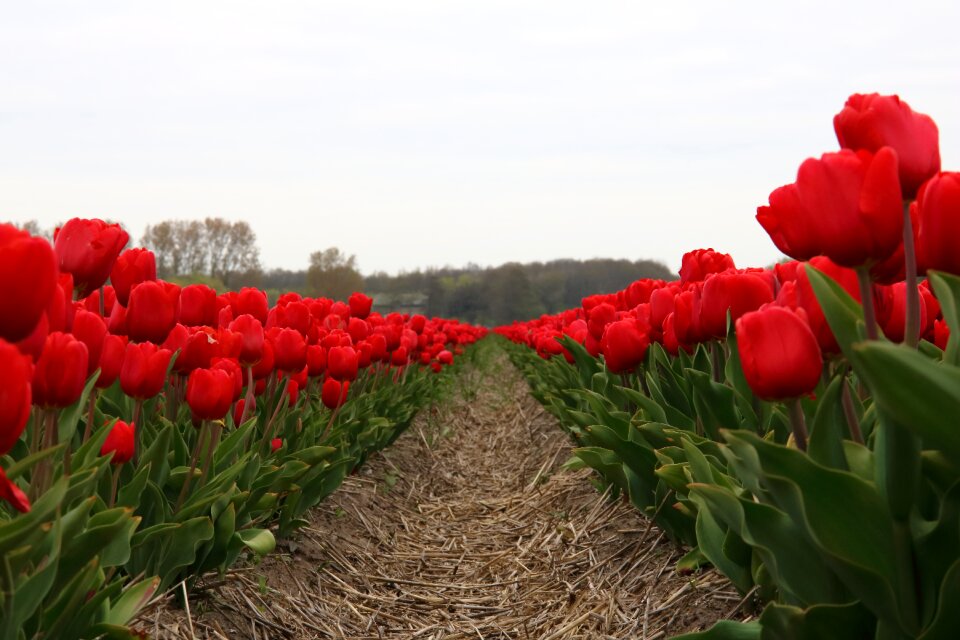 Nature spring colorful