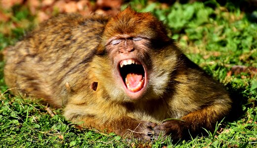 Endangered species monkey mountain salem animal