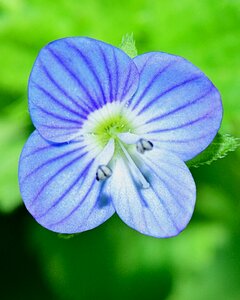 Plants garden macro photo