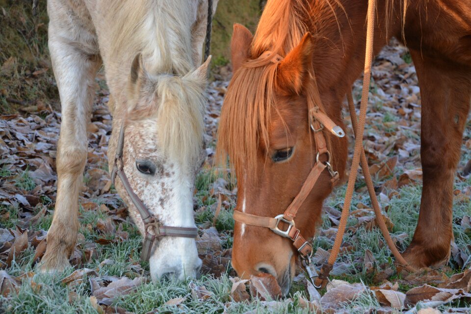 White brown animals