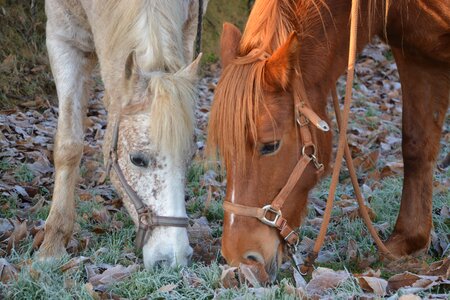 White brown animals