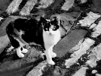 Animal kitty