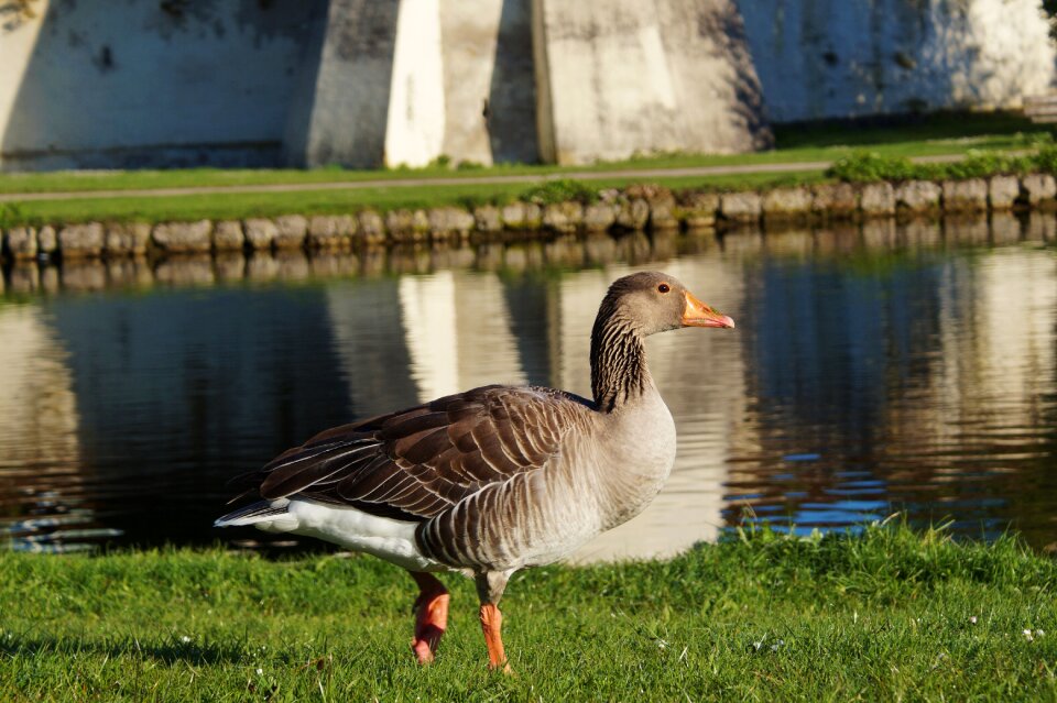 Poultry animal water bird
