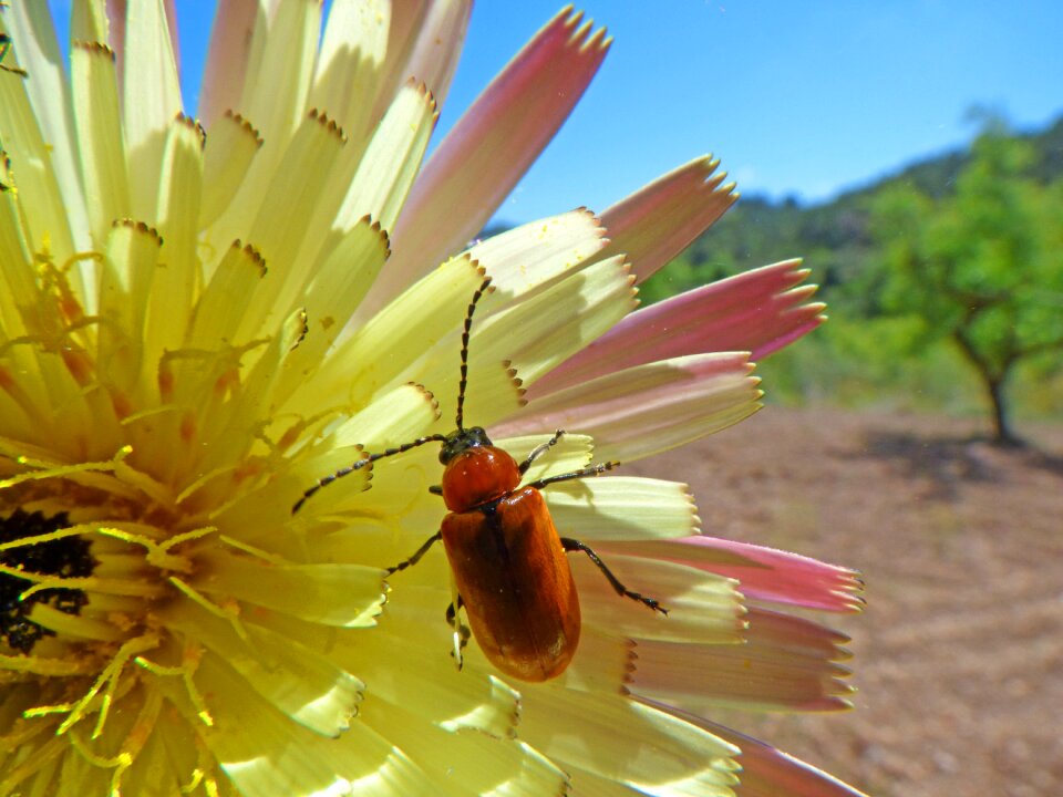 Orange beetle flower antennas