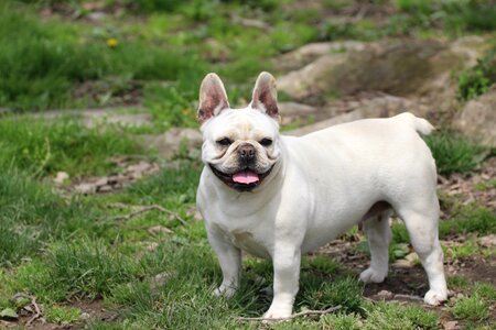 Furry pet puppy