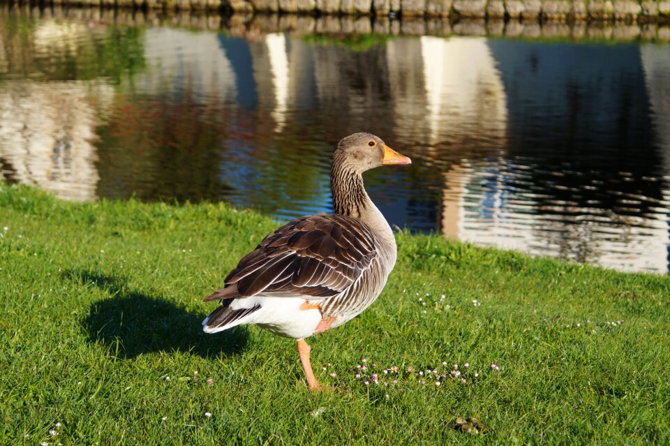 Poultry animal water bird
