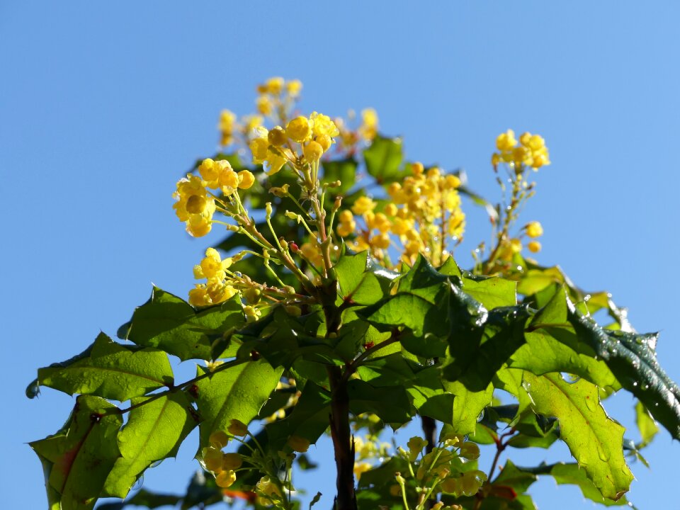 Bloom yellow spring