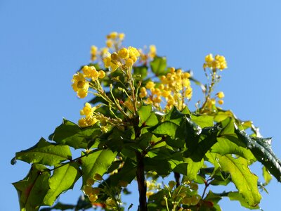 Bloom yellow spring
