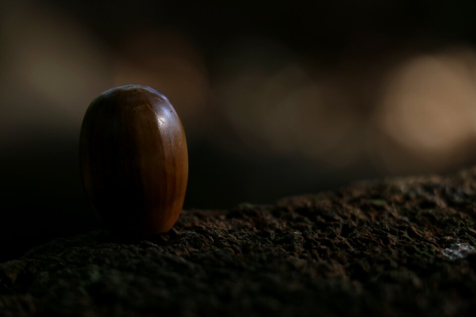 Forest fruit dark forest