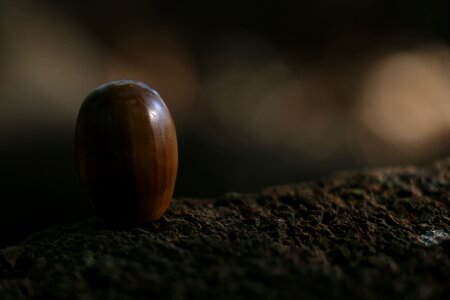 Forest fruit dark forest photo