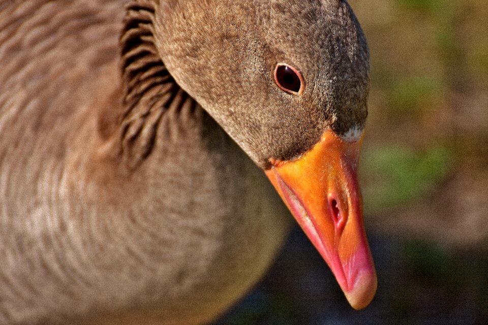 Greylag goose animal feather
