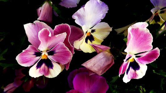 Two-tone nature plants