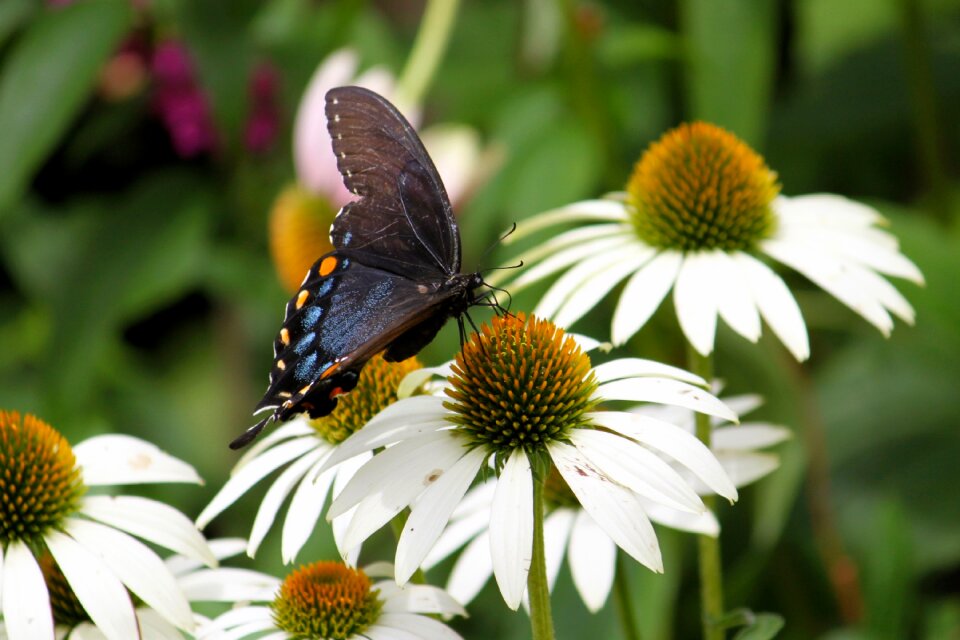 Insect white wildlife