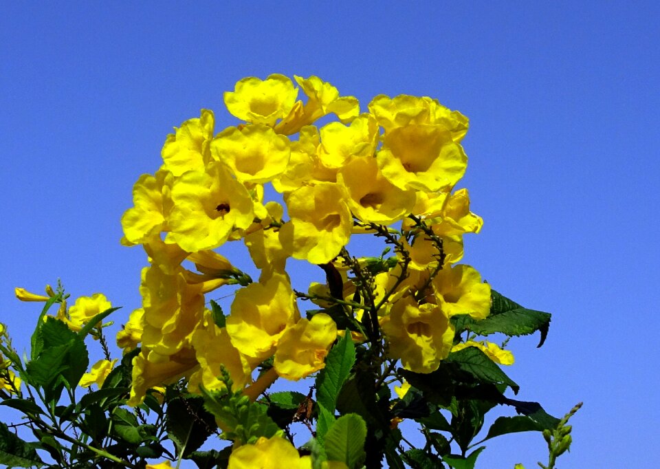 Tecoma castanifolia bignoniaceae plant