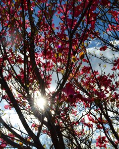 Blossom branch nature