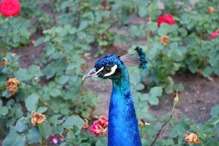 Rose peacock