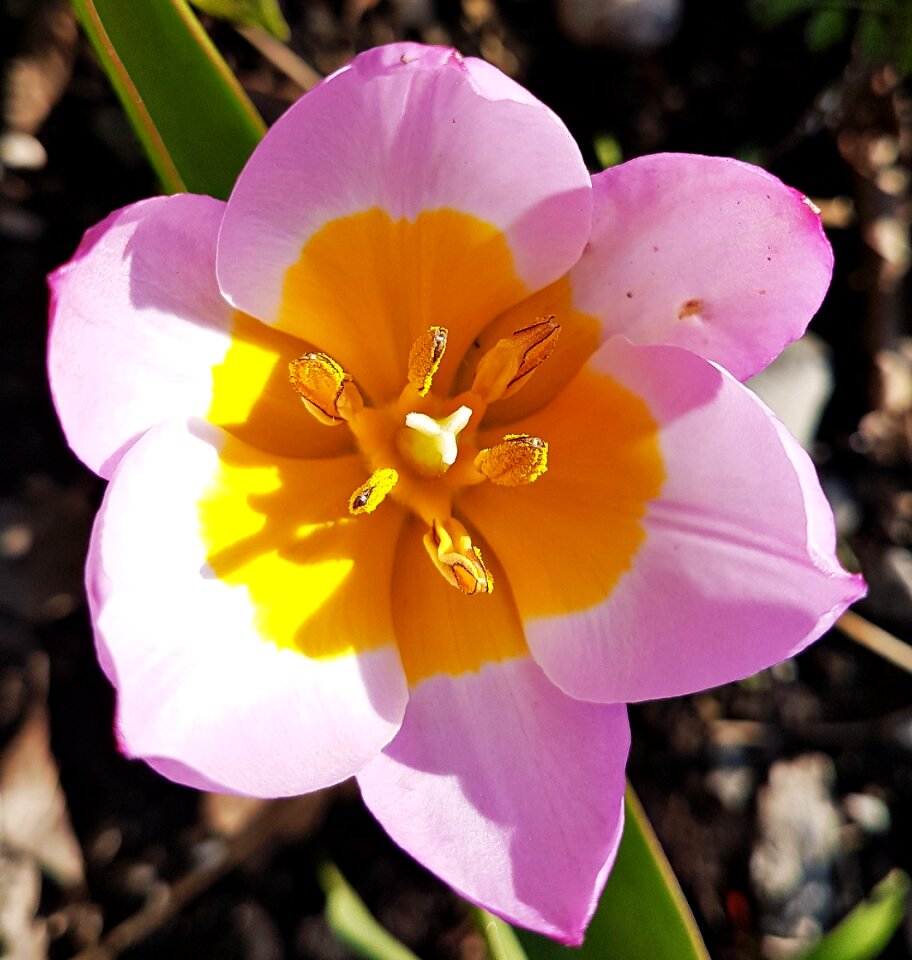 Wild tulip pink spring