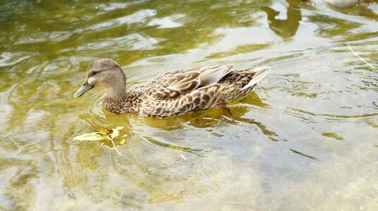 Lake wildlife
