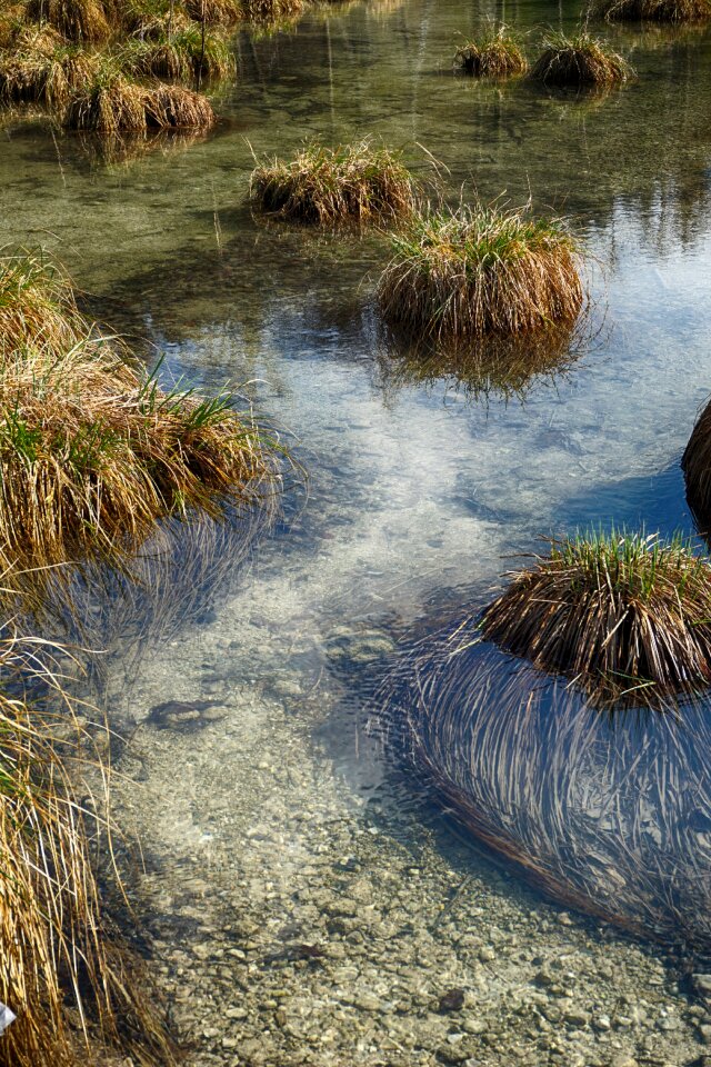 Nature grasses landscape