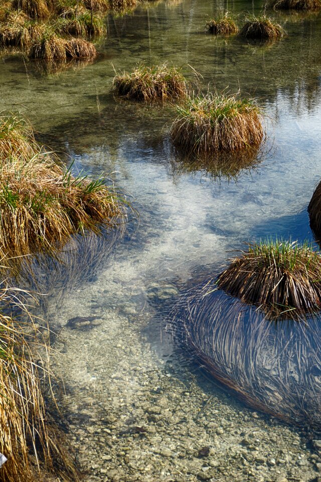 Nature grasses landscape photo