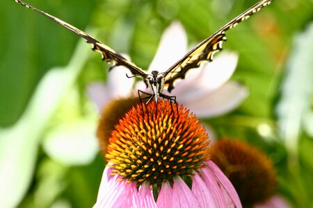 Monarch blossom feeding photo