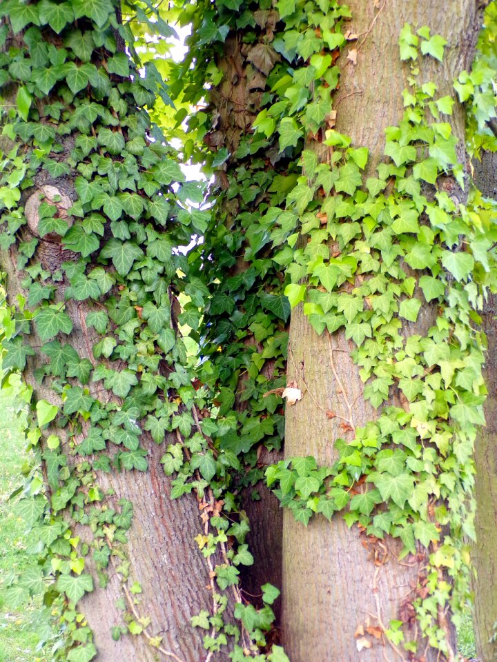 Nature plant ivy