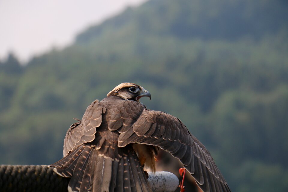Animal nature falconry