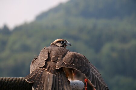 Animal nature falconry