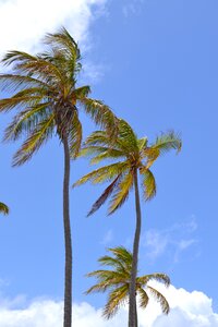 Palm trees vacations sky