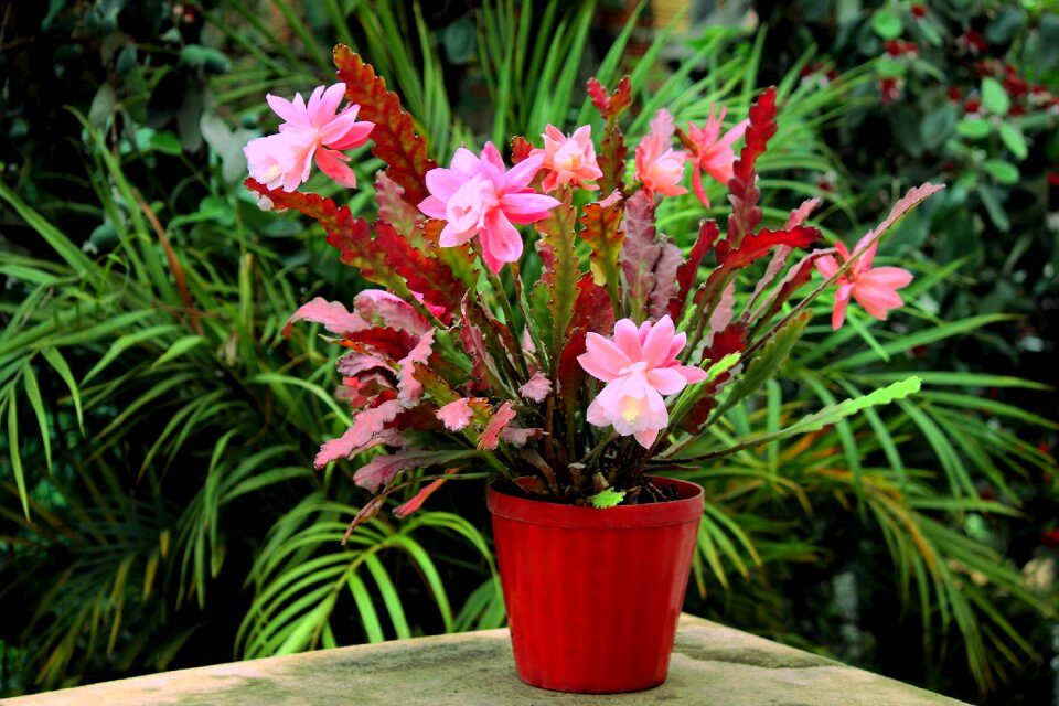 Thorns pink flowers