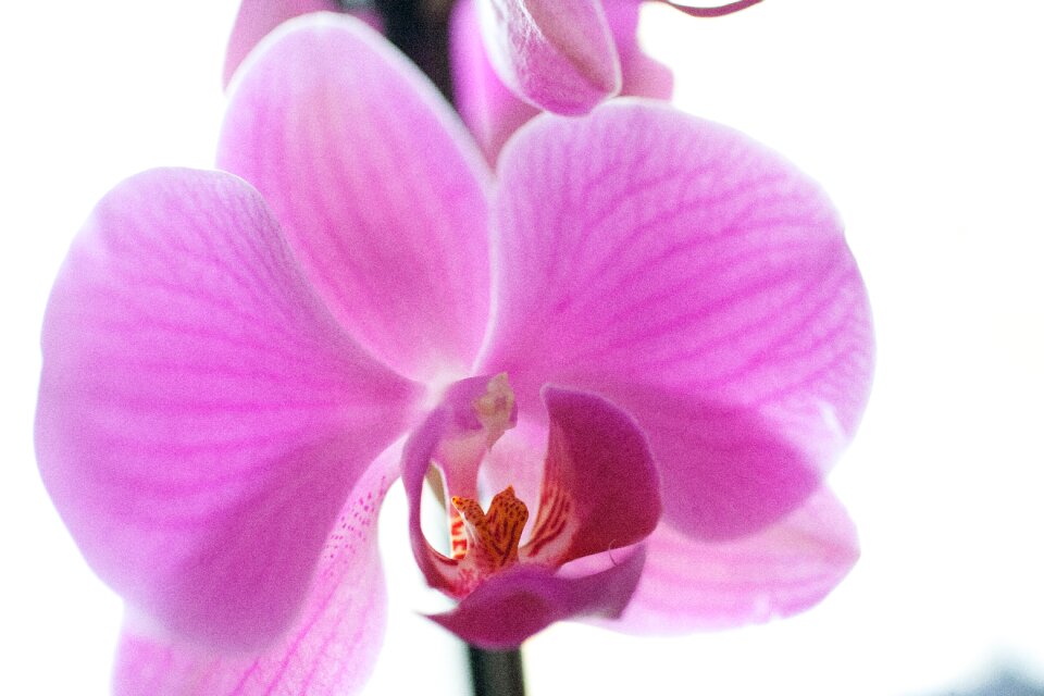 Flower petal blossom
