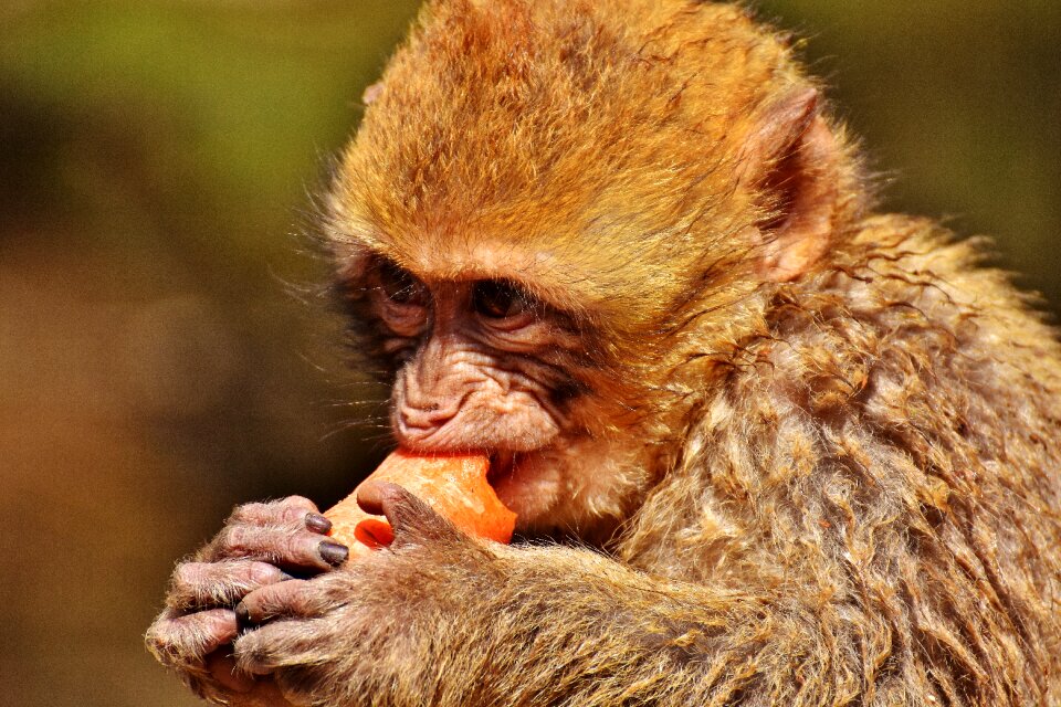 Cute endangered species monkey mountain salem