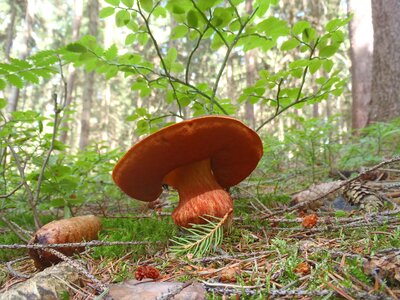 Fungus boletus mushroom picking photo