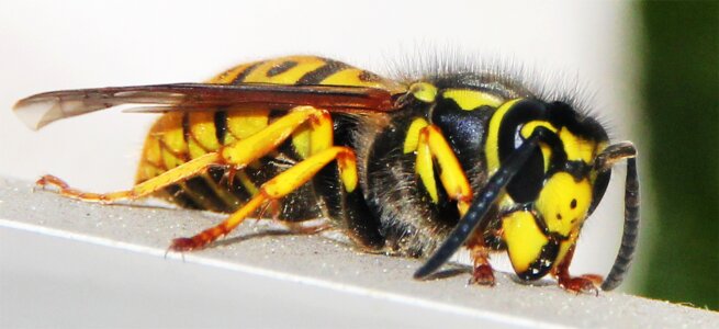 Honey collect useful