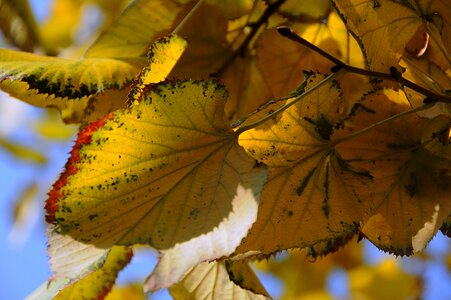 In the fall nature autumn mood photo