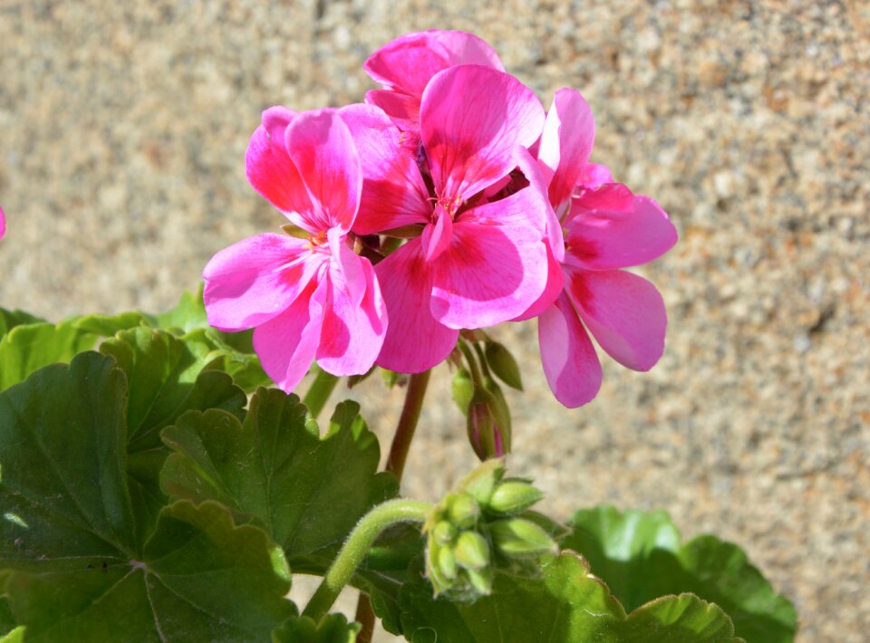 Flower nature rose geranium
