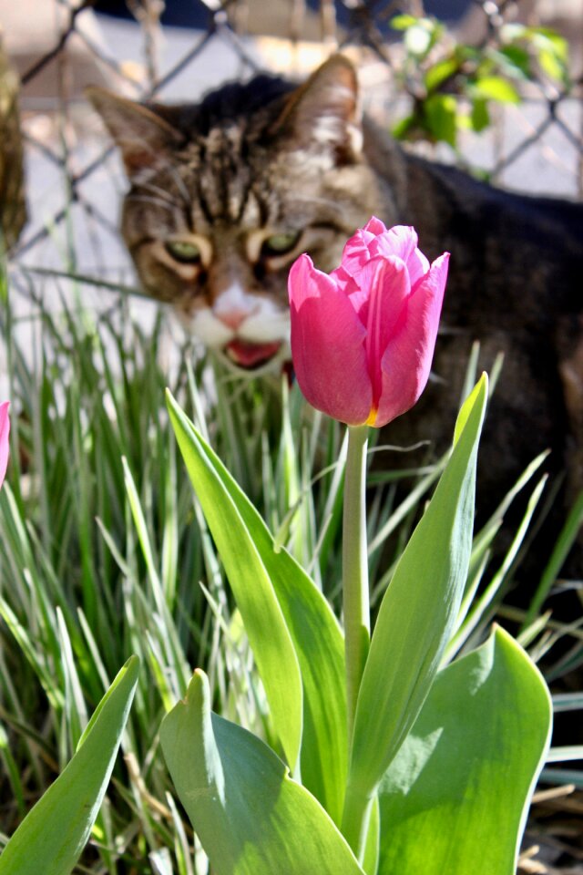Flowers feline garden