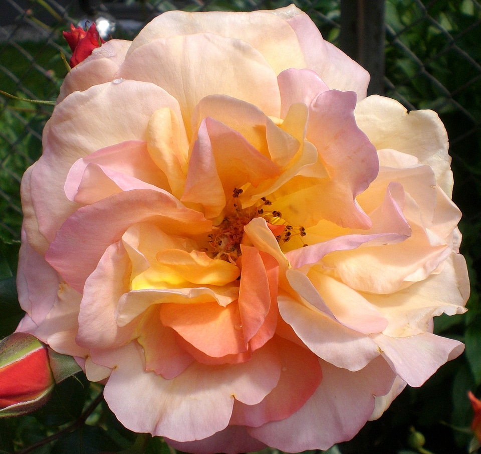 Blossom bloom romantic
