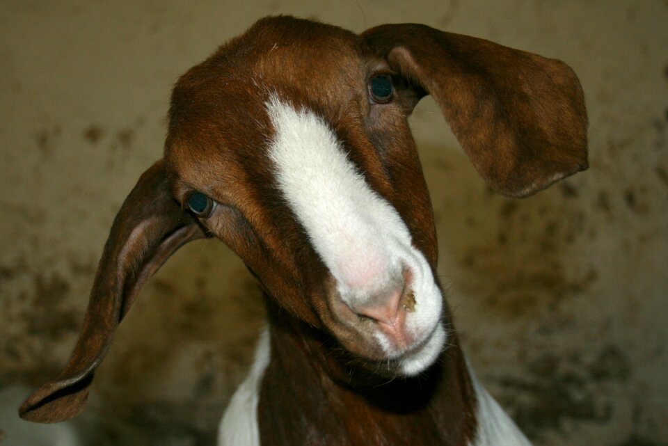 Farm kid domestic goat