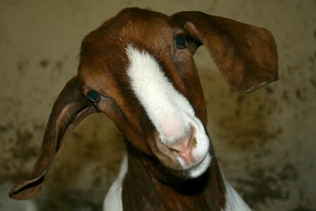 Farm kid domestic goat photo