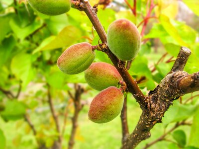 Bloom peach blossom flower buds