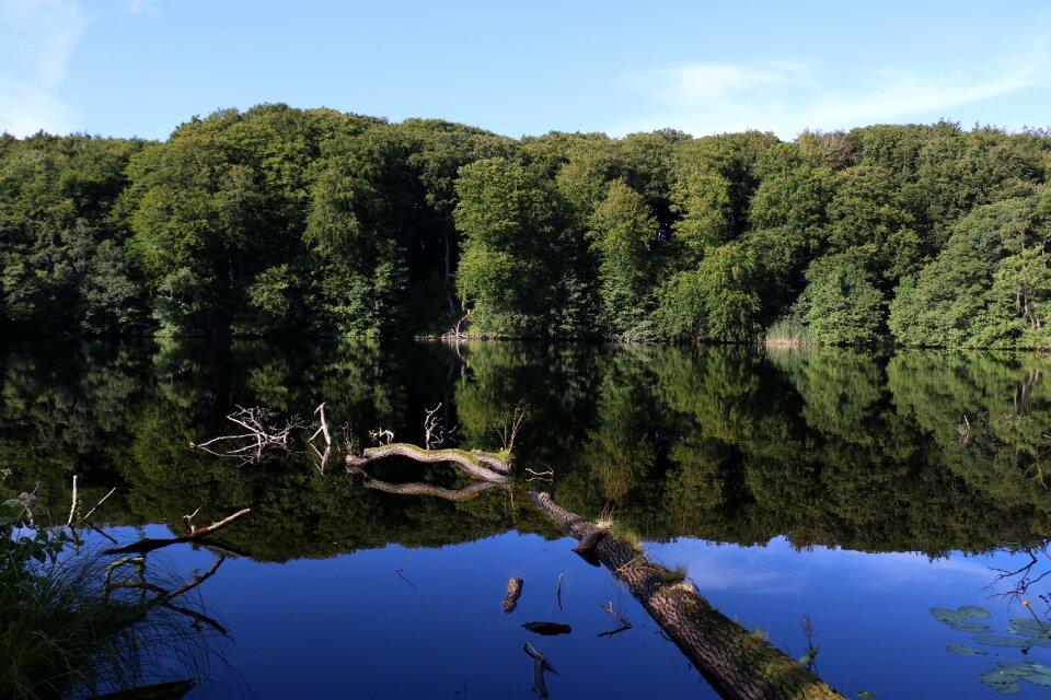 Log nature landscape